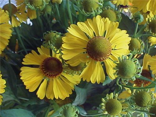 Helenium 'Goldraus