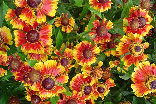 Helenium Feuerzieg