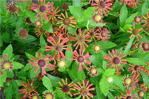 Helenium Loysder W