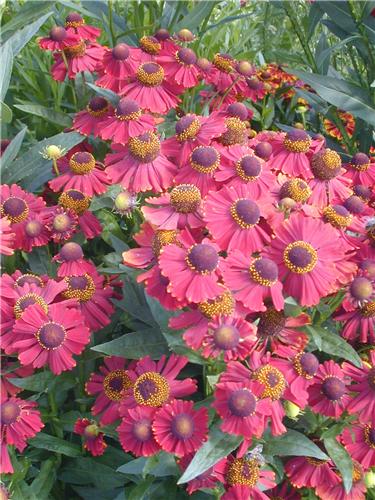 Helenium Red Jewel