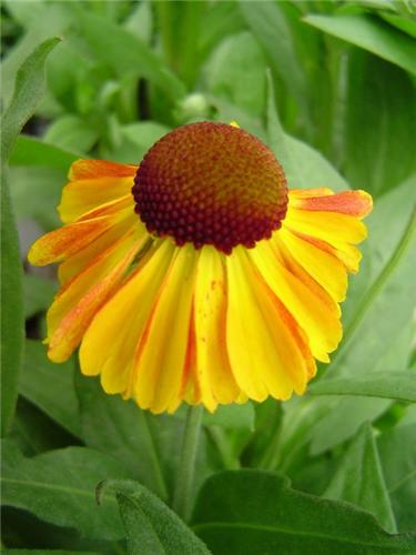 Helenium Sahins Ea