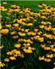 Helenium big. The 
