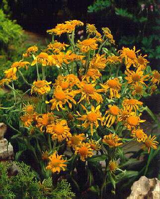 Helenium hoopesii1