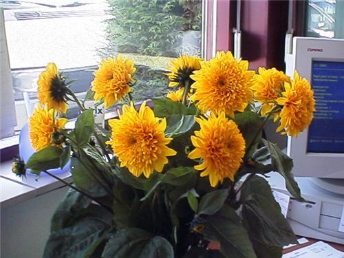 HelianthusLoddonGo