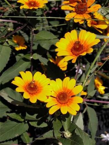 Heliopsis Summer N