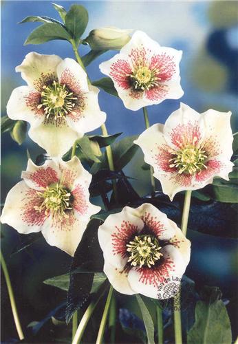 Helleborus Bolene