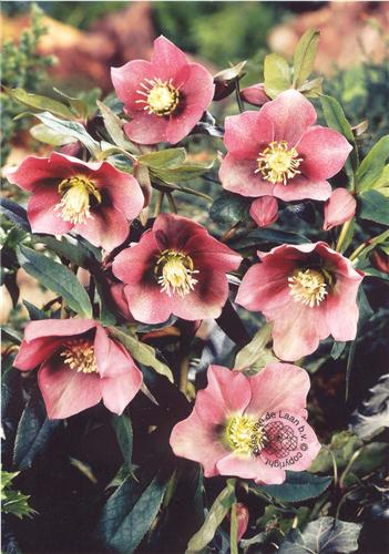 Helleborus Montseg