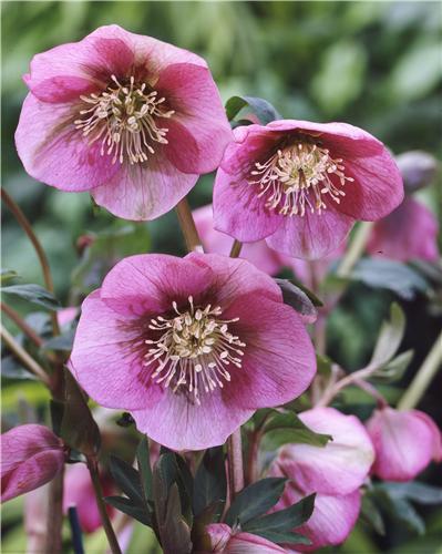 Helleborus Pink La