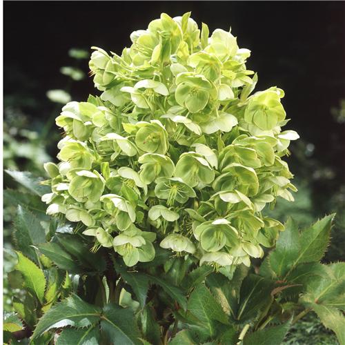 Helleborus argutif