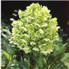 Helleborus argutif