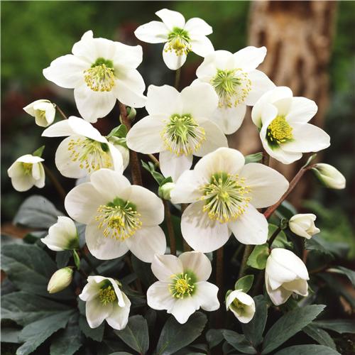 Helleborus niger P