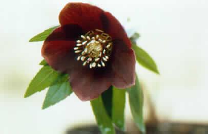 Helleborus orienta