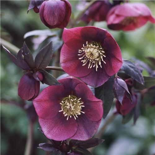 Helleborus orienta