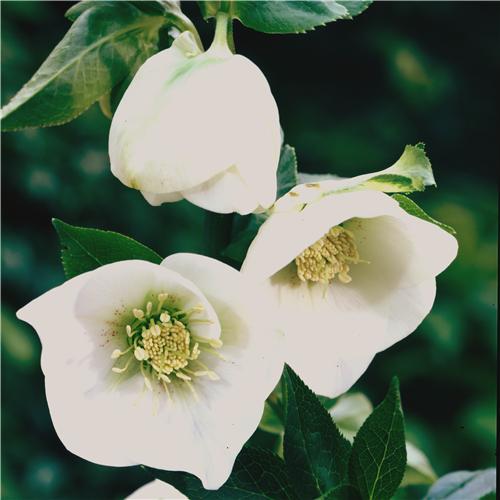 Helleborus orienta