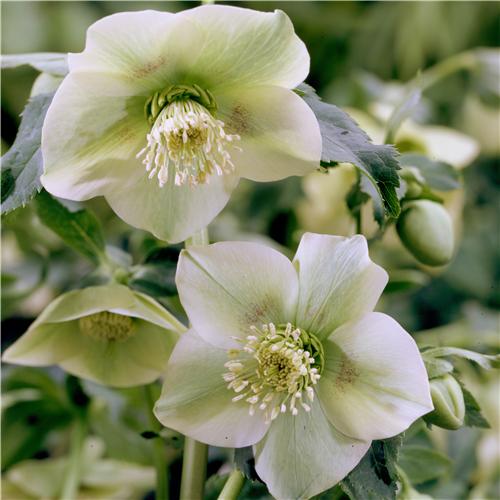 Helleborus orienta