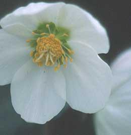 Helleborus orienta