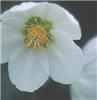 Helleborus orienta