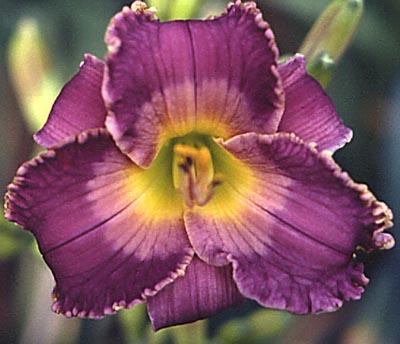 Hemerocallis 'Arab