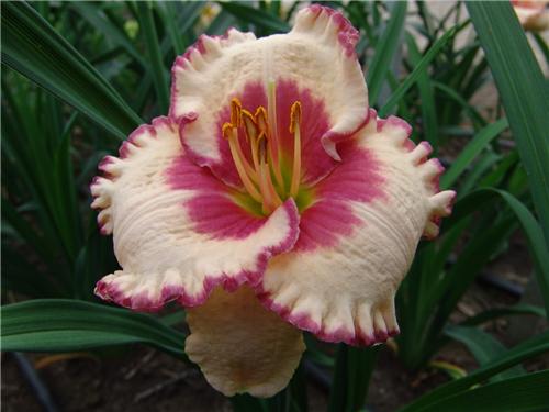 Hemerocallis Agele