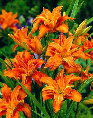 Hemerocallis Apric