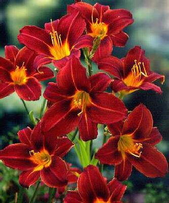 Hemerocallis Black