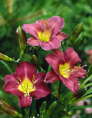 Hemerocallis Chica