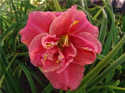 Hemerocallis Congo
