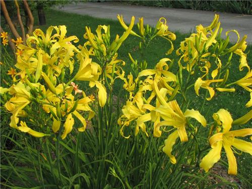 Hemerocallis Curly Cinnamon Windmill