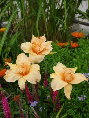 Hemerocallis Doubl