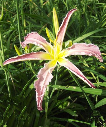 Hemerocallis Exoti