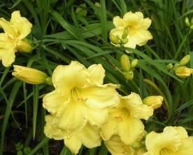 Hemerocallis Fragrant Reflection