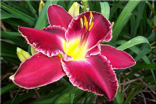 Hemerocallis Francis of Assisi