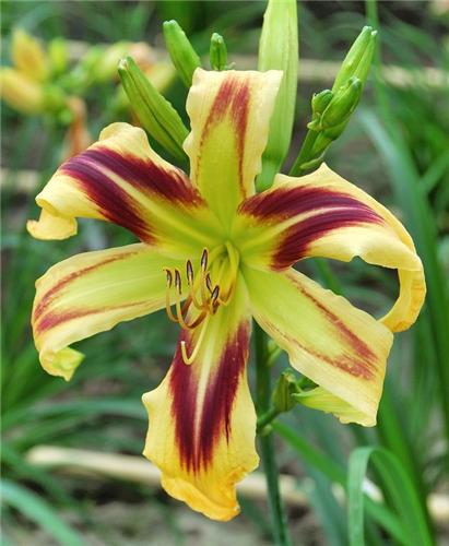 Hemerocallis Free 