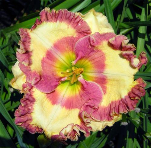 Hemerocallis Fruity Kiss