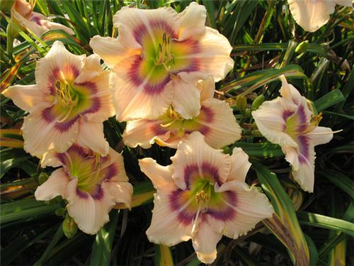 Hemerocallis Huckleberry Candy