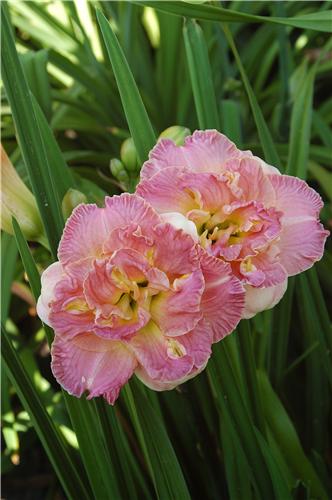 Hemerocallis Lacy 