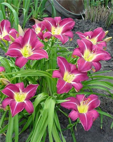 Hemerocallis Laven