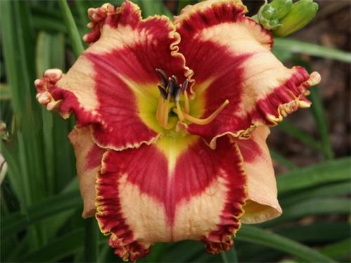 Hemerocallis Lies and Lipstick