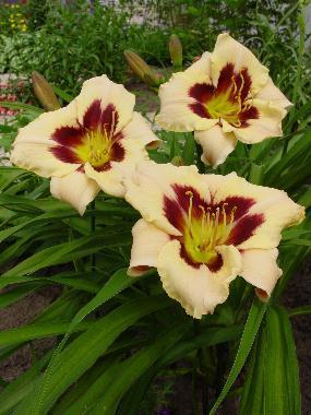 Hemerocallis Moonl