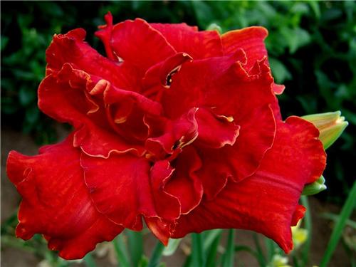 Hemerocallis Moses