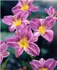 Hemerocallis Prair