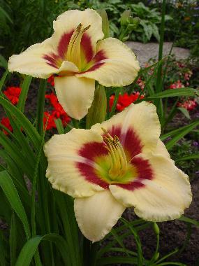 Hemerocallis Raspberry Candy