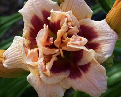 Hemerocallis Roswhitha