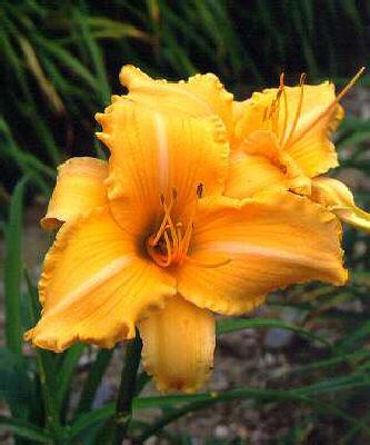 Hemerocallis Ruffl