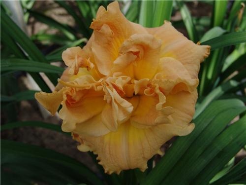 Hemerocallis Solid Geomatry