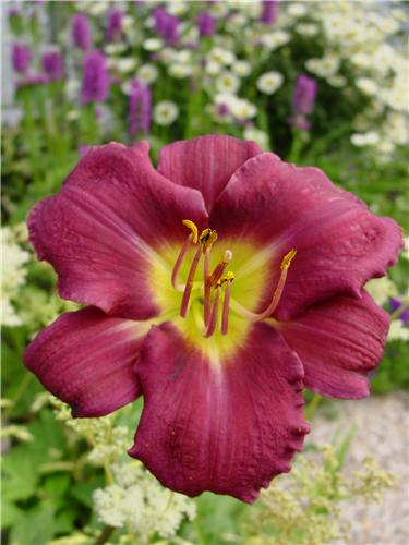 Hemerocallis Strut
