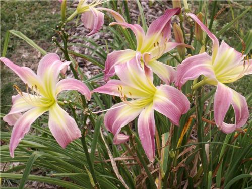 Hemerocallis Wilson Spider