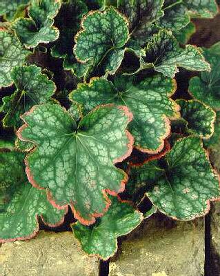 Heuchera Beauty Co