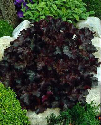 Heuchera Can Can1