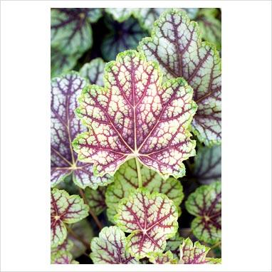Heuchera Green Spi